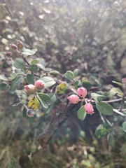 Malacomeles denticulata