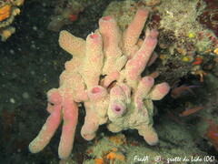 Haliclona mediterranea