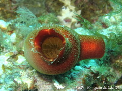 Halocynthia papillosa