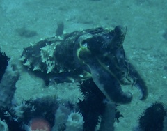 Sepia latimanus