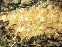 Novocrania anomala
