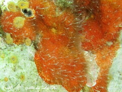 Perarella schneideri