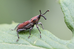 Rhodobaenus suturalis