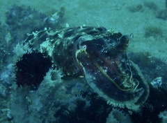 Sepia latimanus