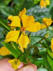 Senna nitida