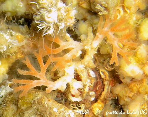 Representative image of Schizoretepora solanderia