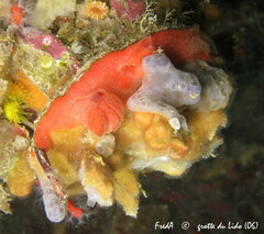 Spondylus gaederopus