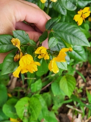 Senna nitida