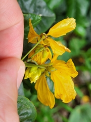 Senna nitida