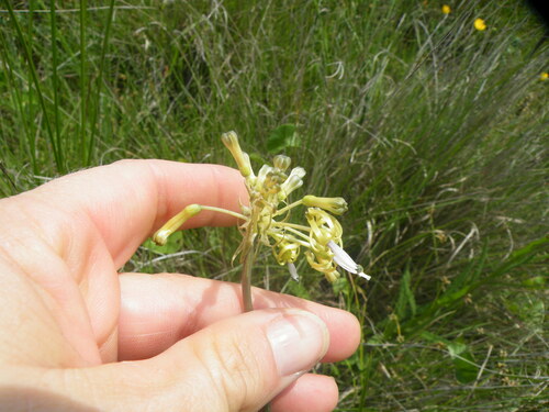 Drimia sphaerocephala