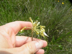 Drimia sphaerocephala