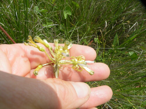 Drimia sphaerocephala