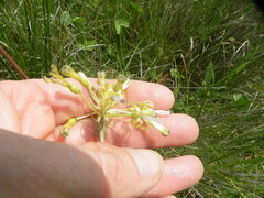 Drimia sphaerocephala