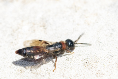 Meria tripunctata