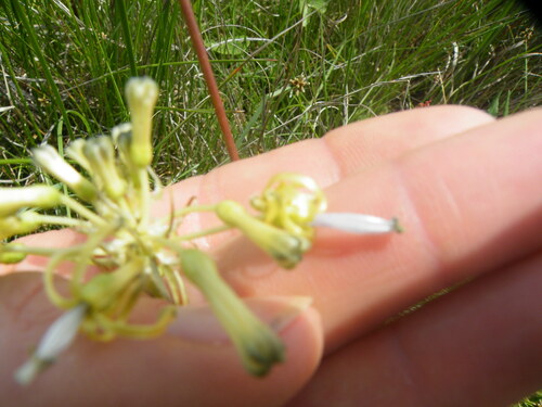 Drimia sphaerocephala