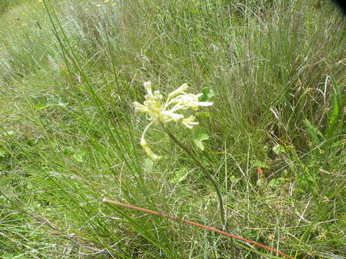 Drimia sphaerocephala