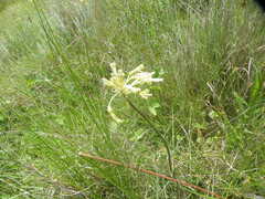 Drimia sphaerocephala