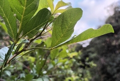 Allophylus decipiens