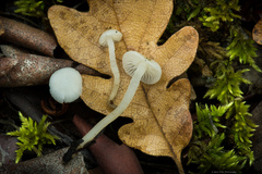 Hemimycena lactea