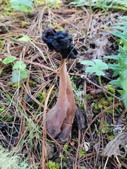 Helvella lacunosa
