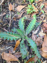 Cirsium horridulum