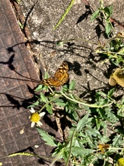 Anthanassa frisia