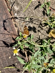 Anthanassa frisia