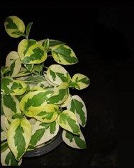 Asystasia gangetica gangetica