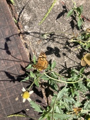 Anthanassa frisia