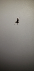 Steatoda nobilis