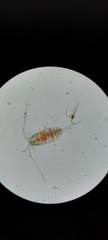 Copepoda