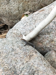 Lampropholis mirabilis