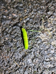 Phlogophora meticulosa