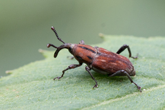 Rhodobaenus suturalis