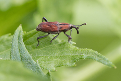 Rhodobaenus suturalis