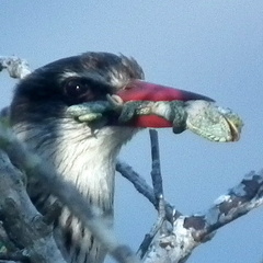 Bradypodion damaranum