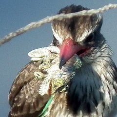 Bradypodion damaranum