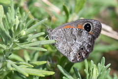 Pseudonympha magoides