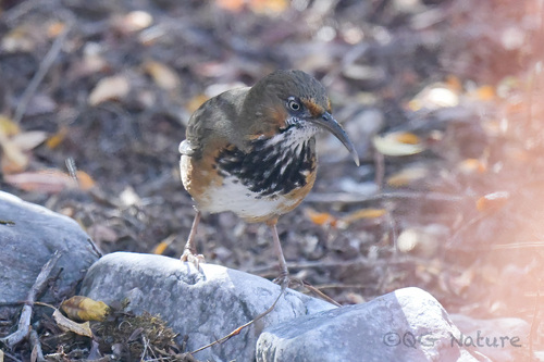 Black-streaked Scimitar Babbler (Erythrogenys gravivox), photo 6