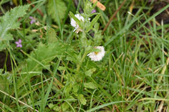 Aphanostephus ramosissimus