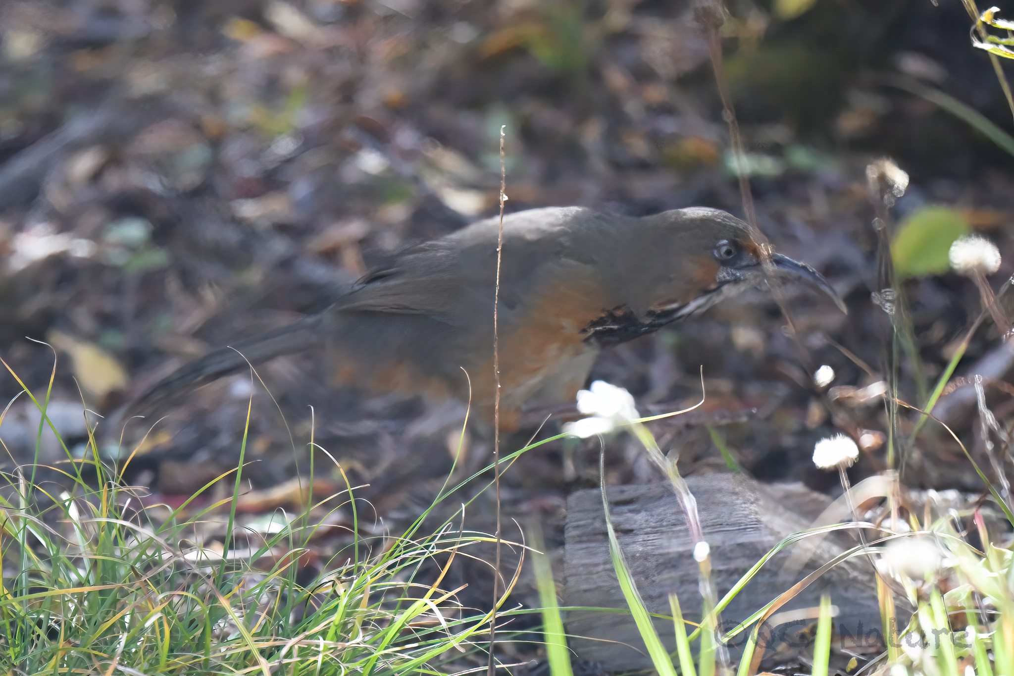 Black-streaked Scimitar Babbler