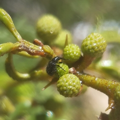 Brentidae