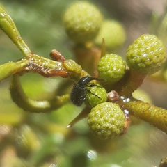 Brentidae