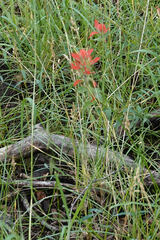 Castilleja nelsonii
