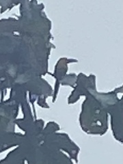 Pteroglossus bailloni