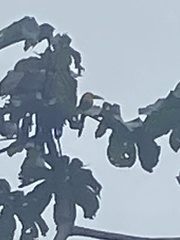 Pteroglossus bailloni