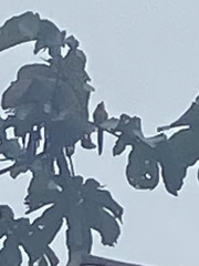 Pteroglossus bailloni