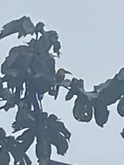 Pteroglossus bailloni