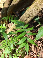 Deparia petersenii