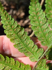 Deparia petersenii